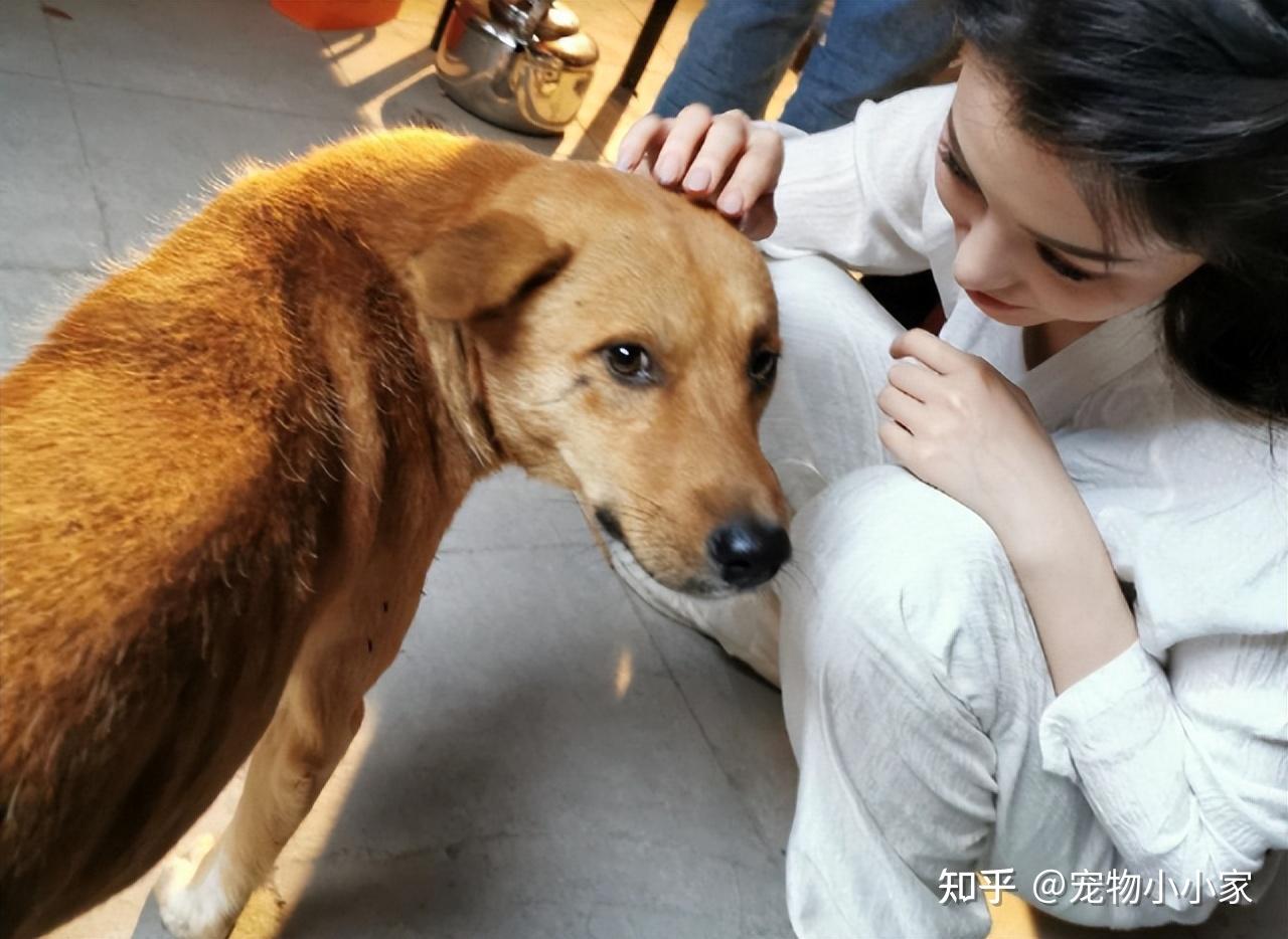 养狗越久,这些"病"就越重,铲屎官:果然如此 - 知乎