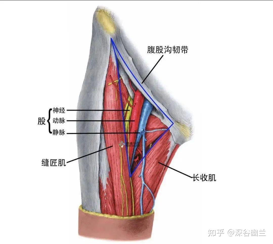 在腹股沟区,前侧肌间隔开口于股三角或腿窝,内侧为长收肌,外侧为缝匠