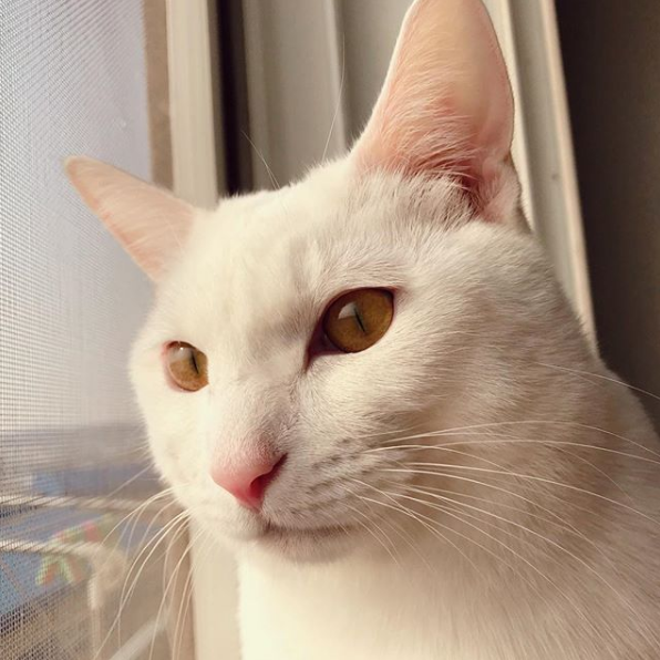 吸猫大会土耳其梵科迪斯猫mihomang