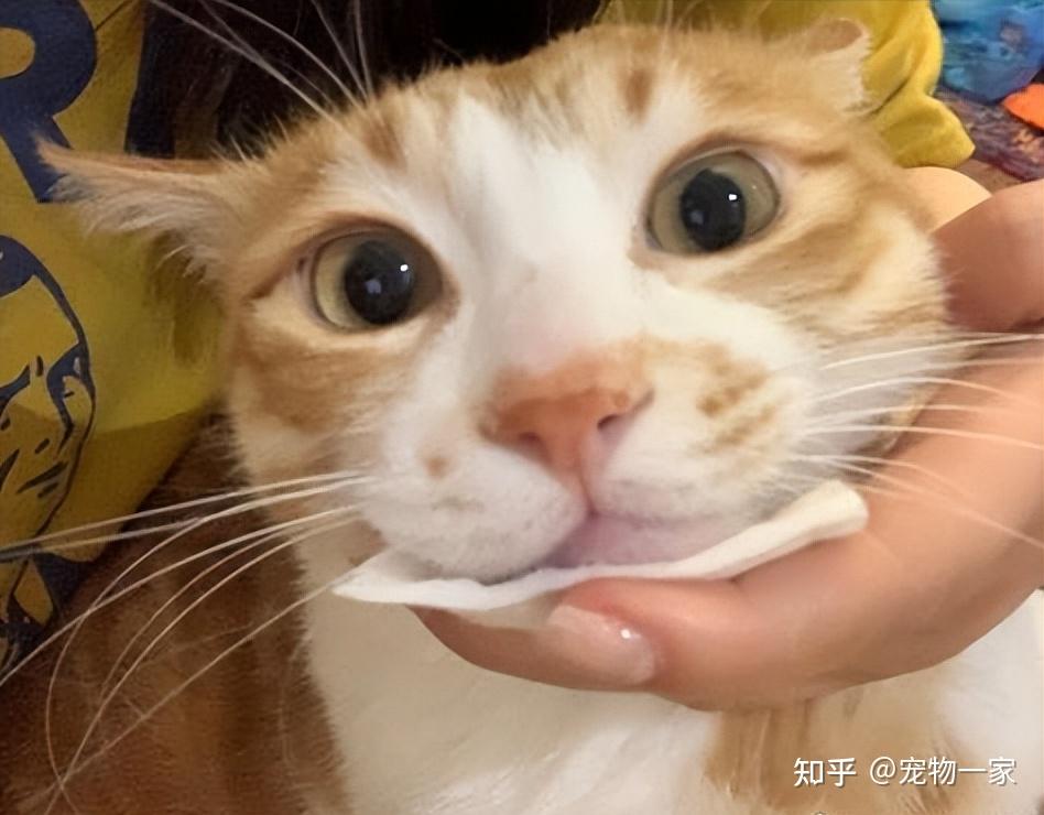 如何应对橘猫的"黑下巴"问题?这里有妙招