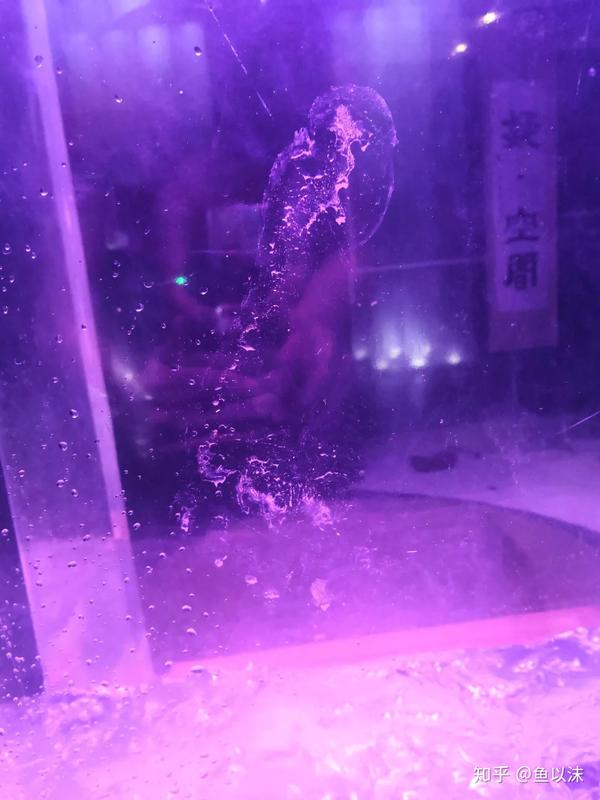 鱼翻肚子但没死怎么办_金鱼翻肚子快死怎么办_短鲷翻肚子