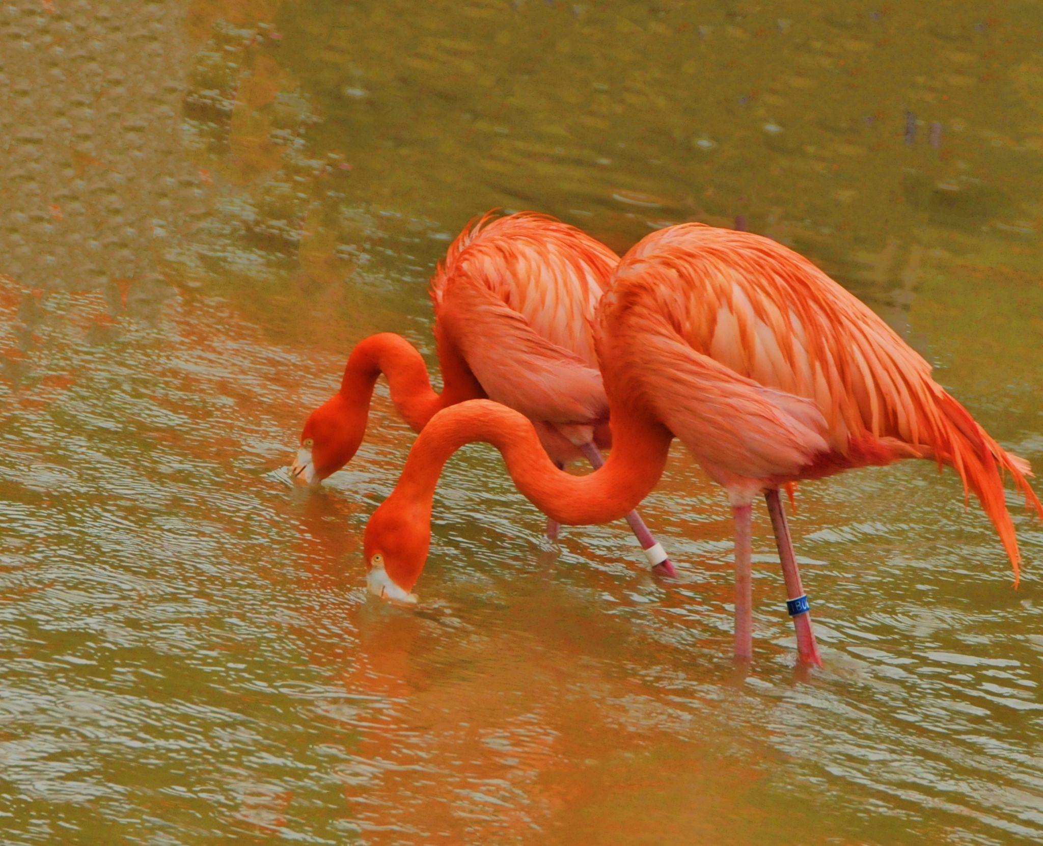 幸福的一对火烈鸟
