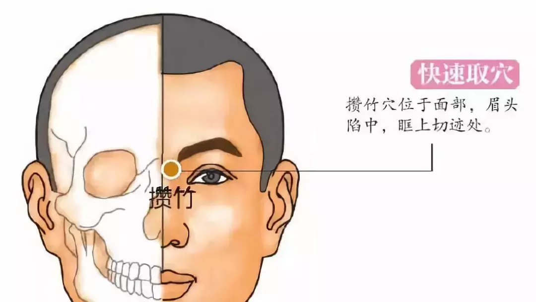 攒竹的准确位置图片