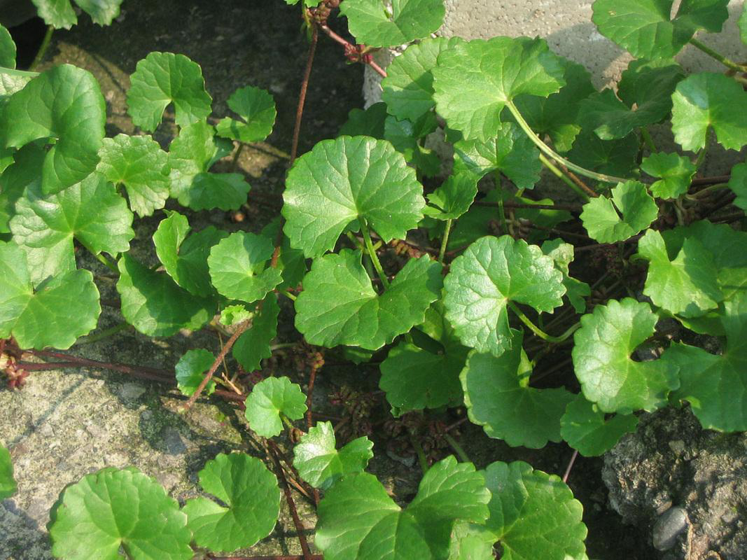 为什么说积雪草是护肤小绿伞