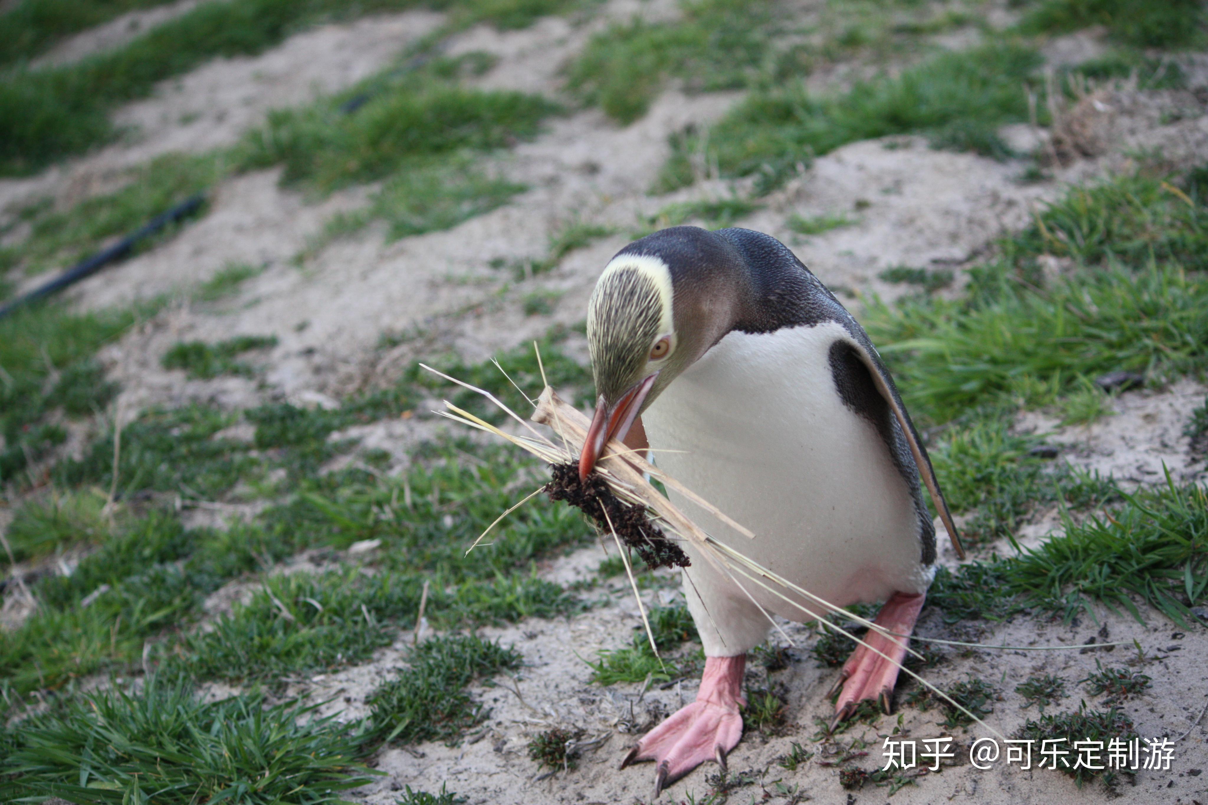 新西兰黄眼企鹅