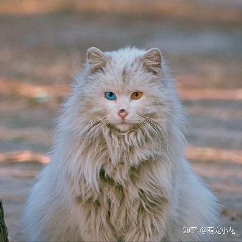 “狮子猫”颜值这么高,为何养的人这么少?这几点太可怕了 - 知乎