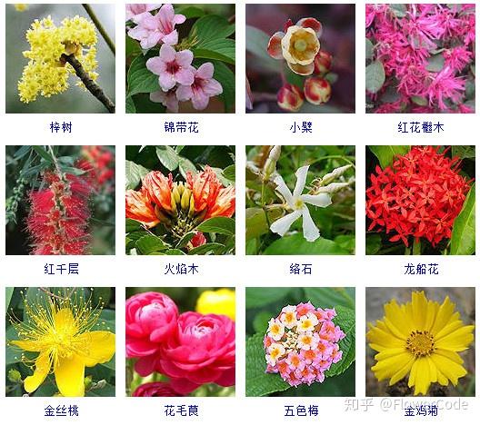 花间密码│史上最全观花植物名称梳理来啦! - 知乎