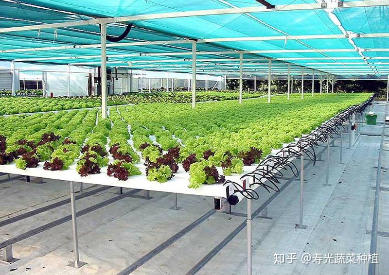 无土栽培技术最重要的是这几点