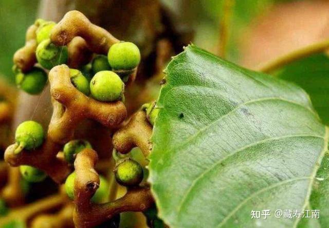 【第四期】万寿果衍生品介绍 - 知乎