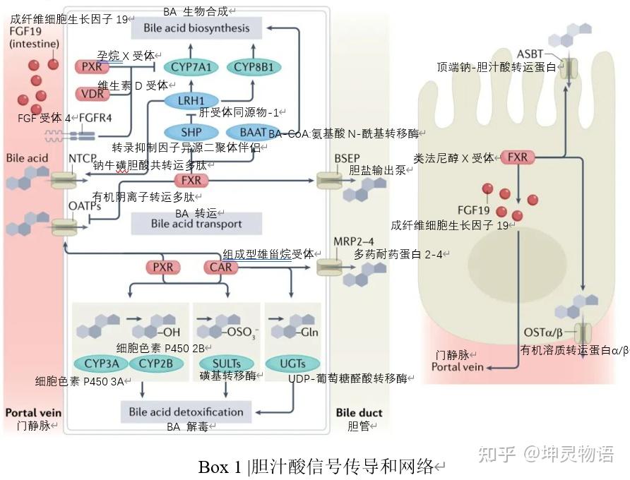 受体示意图图片