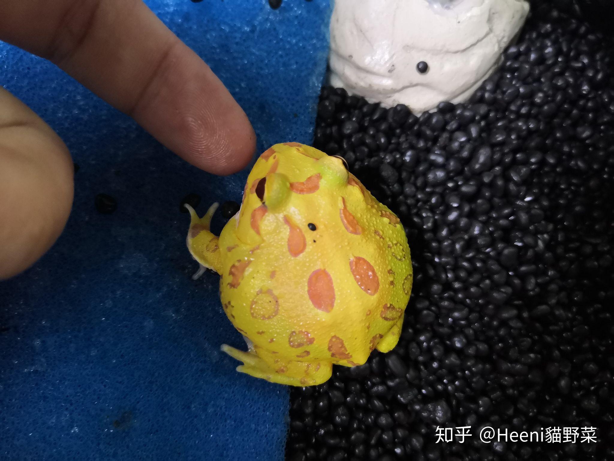 昆嵛林蛙-环渤海两栖爬行动物-图片