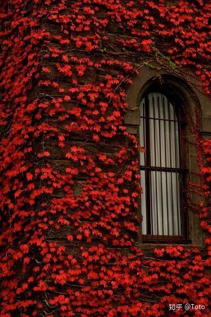 分享让人流连忘返的红色花海风景图片