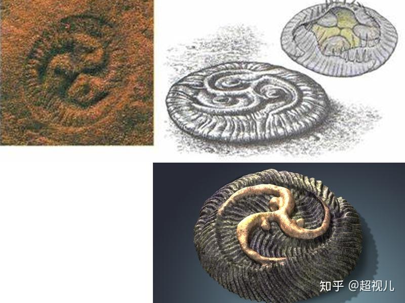 神秘的埃迪卡拉花园 - 知乎