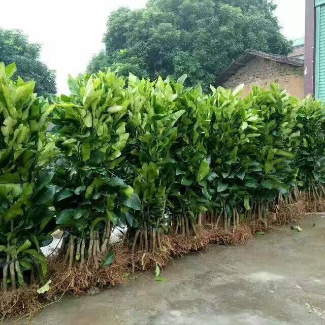 种植管溪三红蜜柚苗到发源地平和满园丰