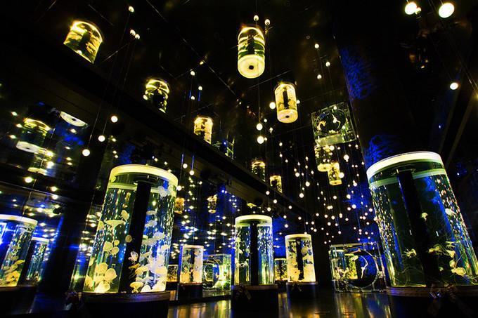 和海洋生物在星空下共舞来品川水族馆度过奇幻圣诞