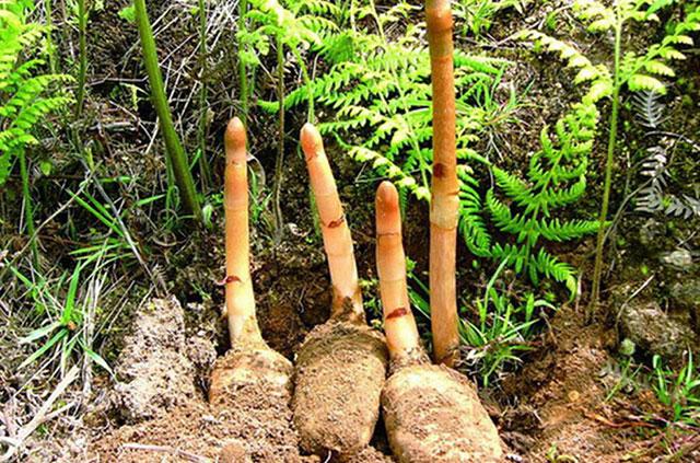 中药材天麻用什么肥料可以生根天麻用哪种水溶肥能增产天麻根膨大用肥