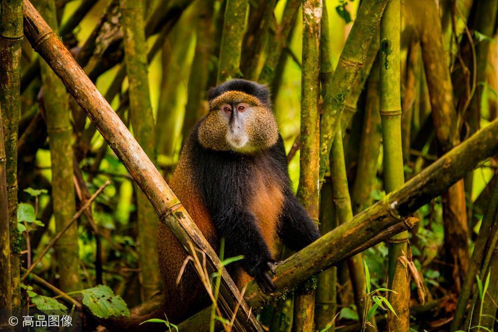 脸大如盆的长尾猴世界珍奇动物之一