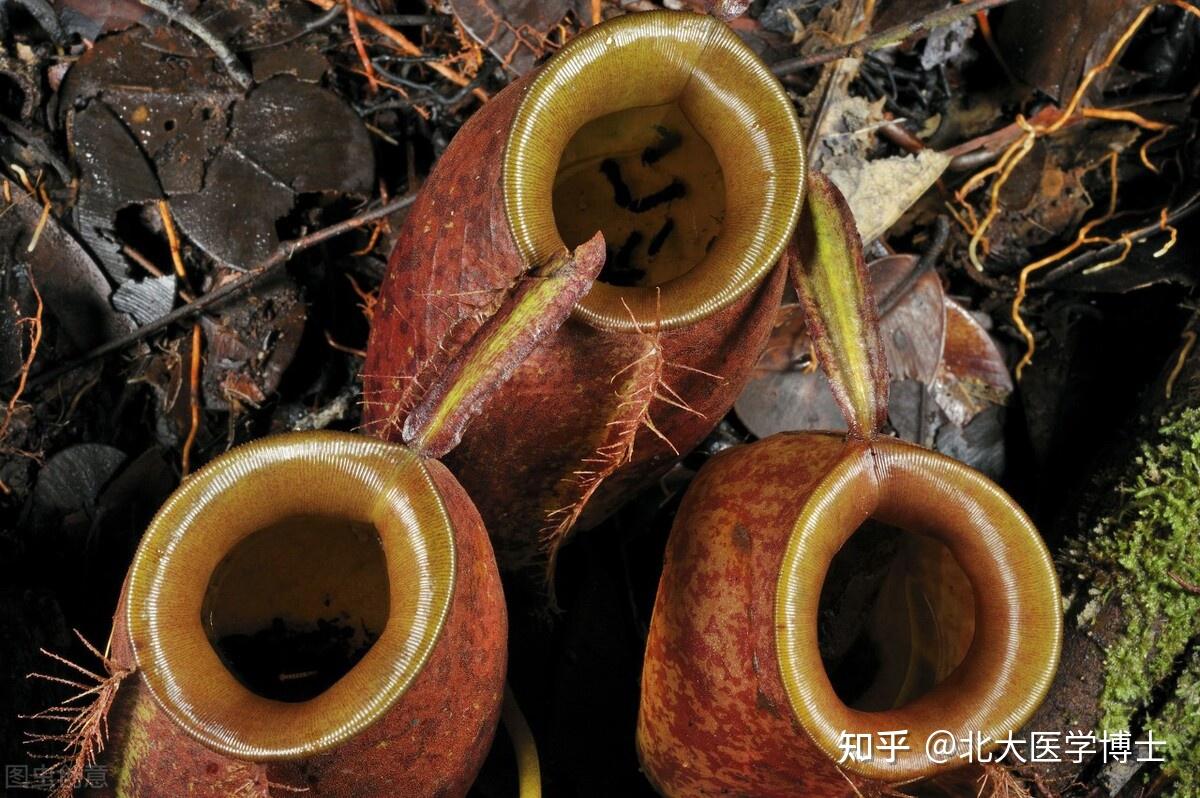 Plant monkey pitcher cup fact indonesian 2011 carnivorous plants