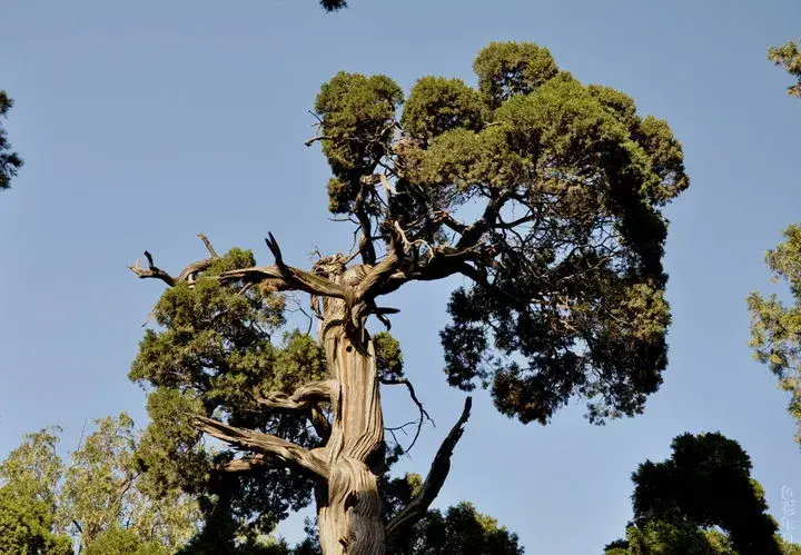 青青陵上柏,磊磊涧中石. 人生天地间,忽如远行客.
