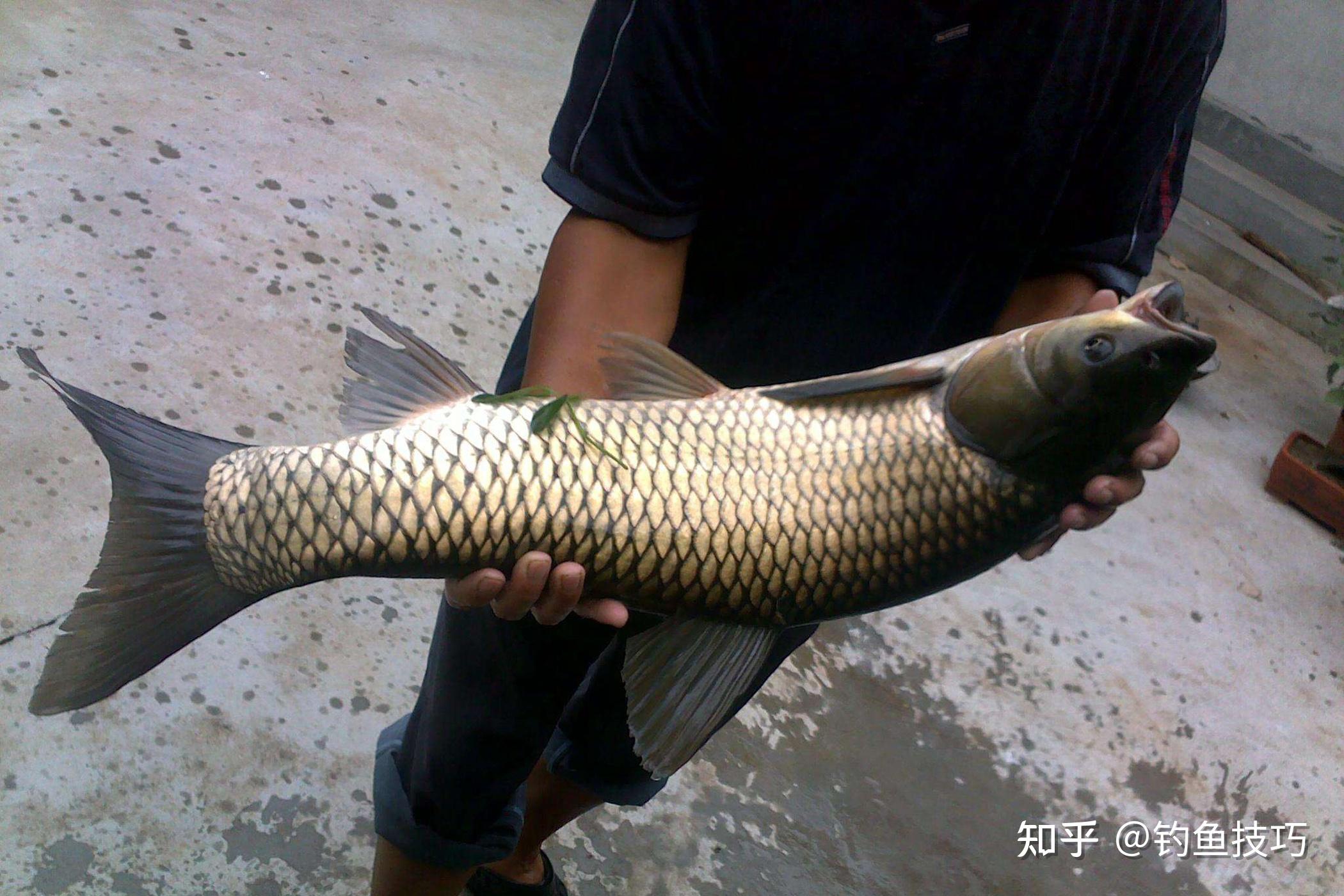 如何釣草魚草魚最喜歡什麼味型釣草魚技巧