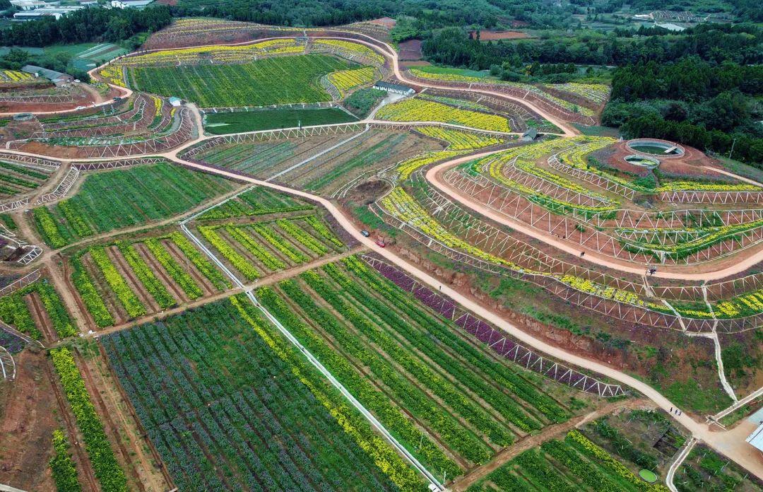 搞快金堂600亩花海就在这儿