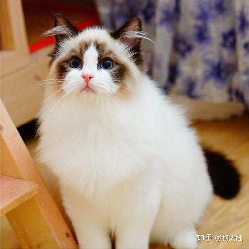 揭秘猫届"最通人性"排行榜:养到一只,也是有福之人!