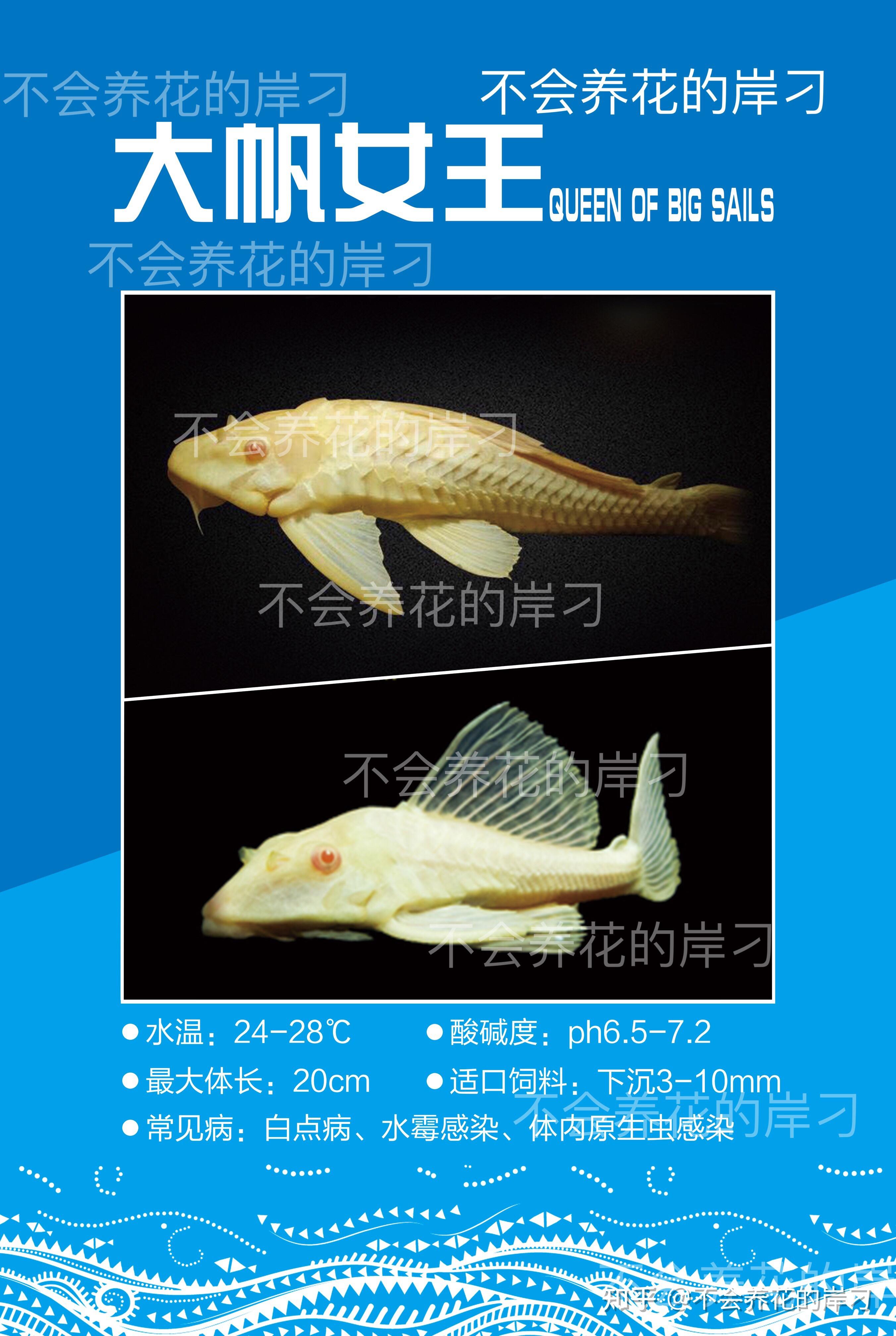 水族宠物百科图鉴之大帆女王