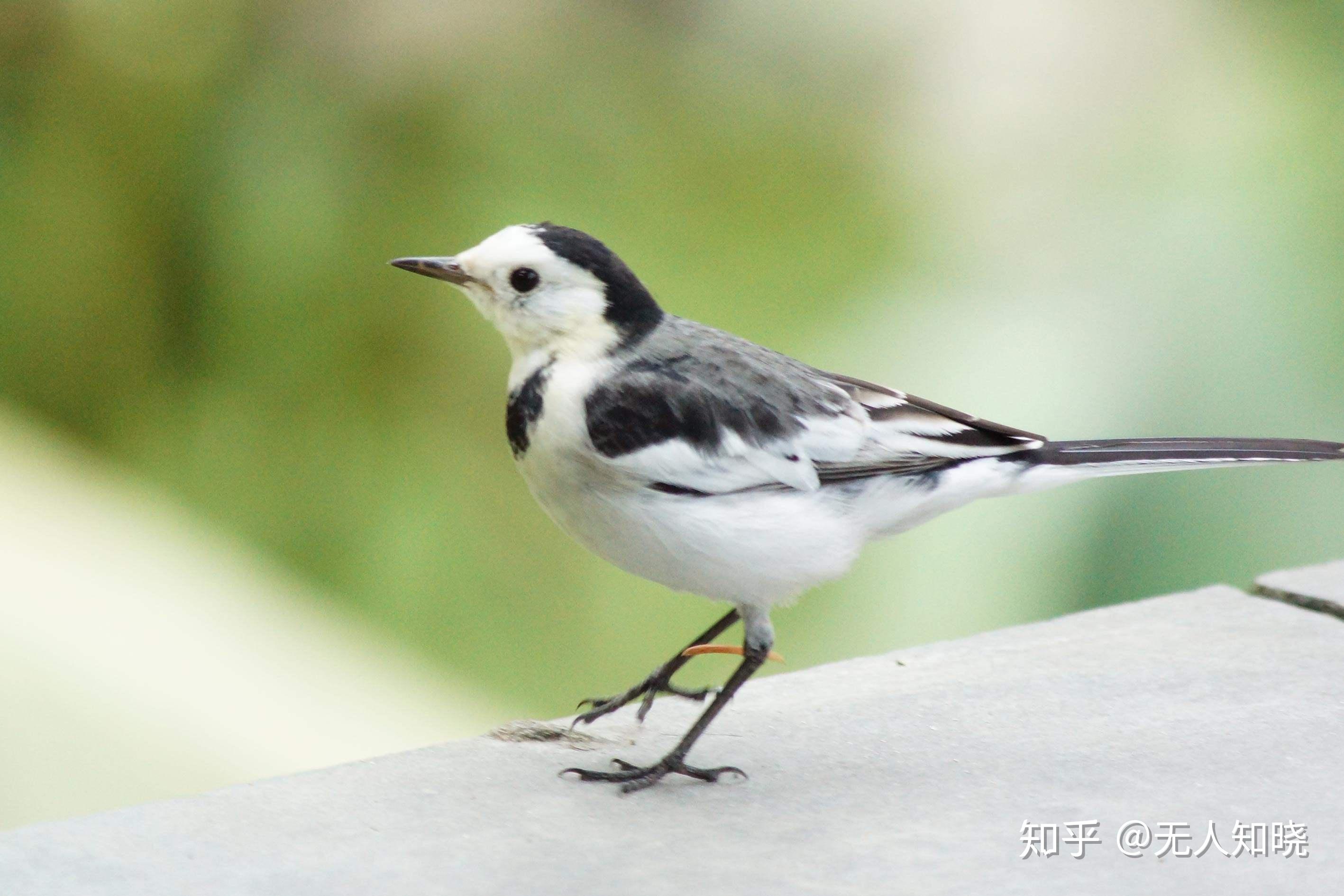 上海地区常见鸟类图片