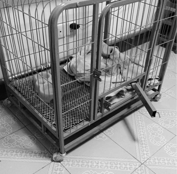 3个月大的时候,自己打开笼子钻出来了.