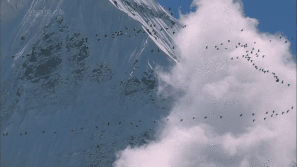 飞越平均海拔6000米的喜马拉雅山,这群鸟究竟怎么做到的?