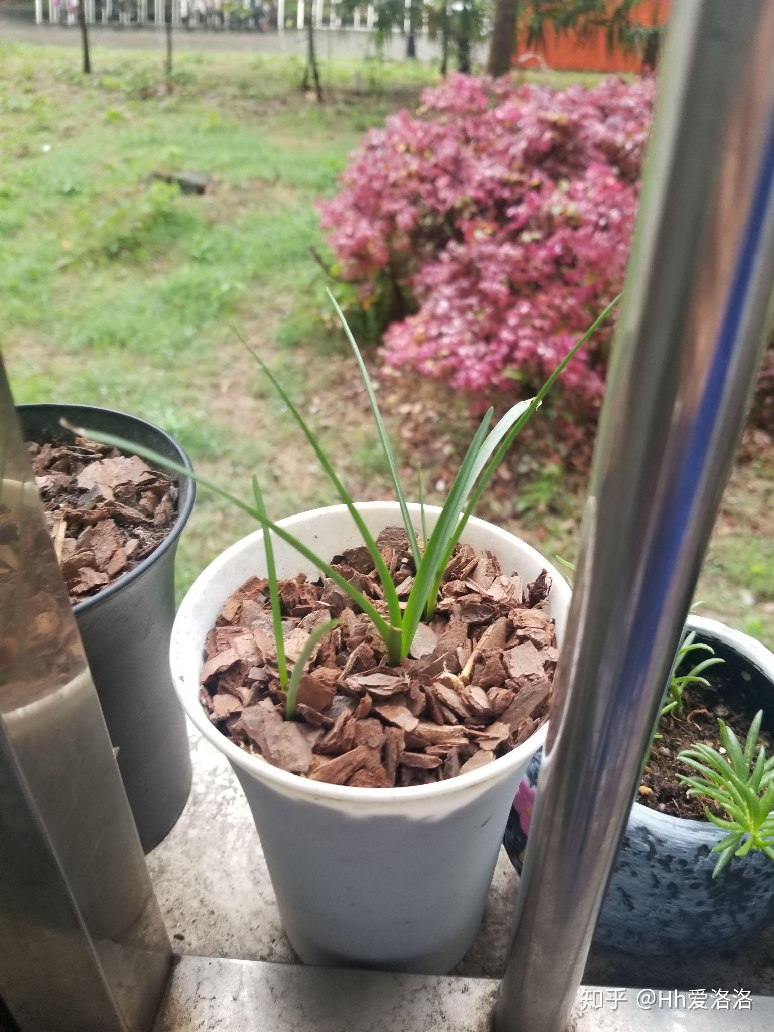 盆栽花卉图片大全小型 v2-dc0126dae689137c761d8591e1f854b3_r.jpg