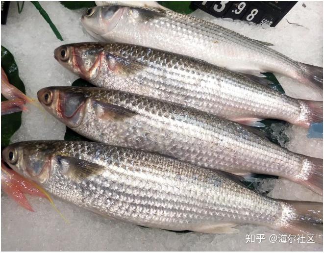 食用鱼的种类也是很多样化的,带鱼,鲢鱼,鳝鱼,乌鱼,甲鱼,鳗鱼,鲤鱼.