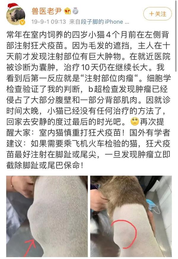 猫 求你快带我去医院吧 太疼了 知乎