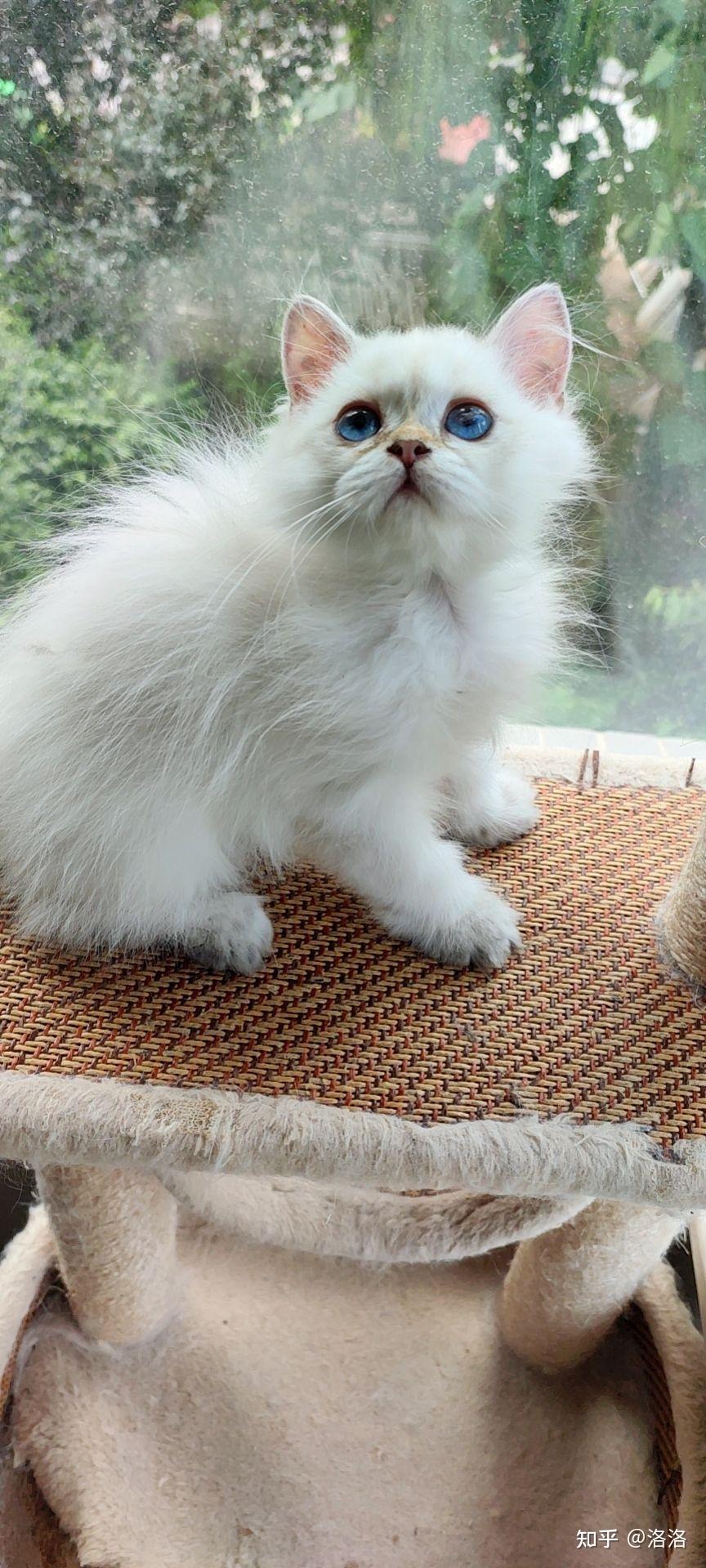 怎么看小猫的血线 v2-dc113a8cefec74d120426d95e24f611b_r.jpg