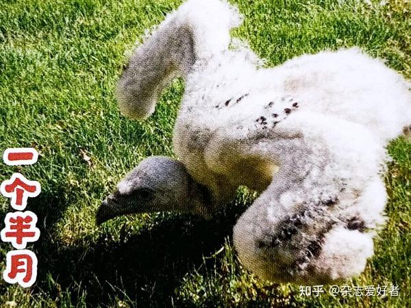 兀鹫:我变秃了,我也变强了 - 知乎