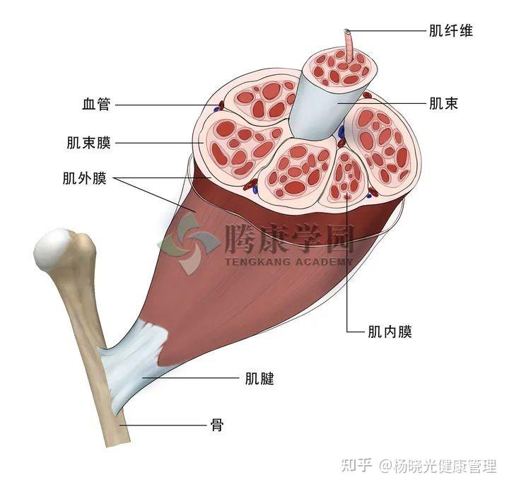 疼痛之深筋膜的两种改变