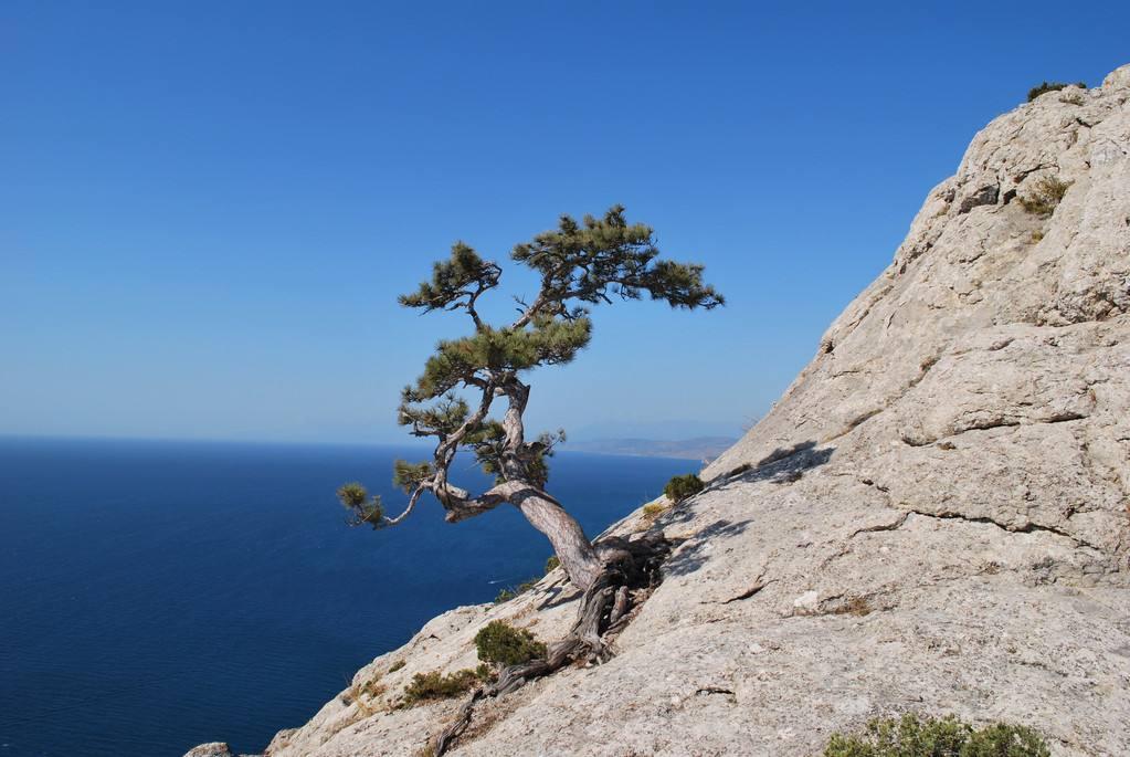 悬崖边的树背景图片