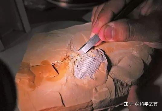 澄江化石群掷向达尔文主义的机弦甩石