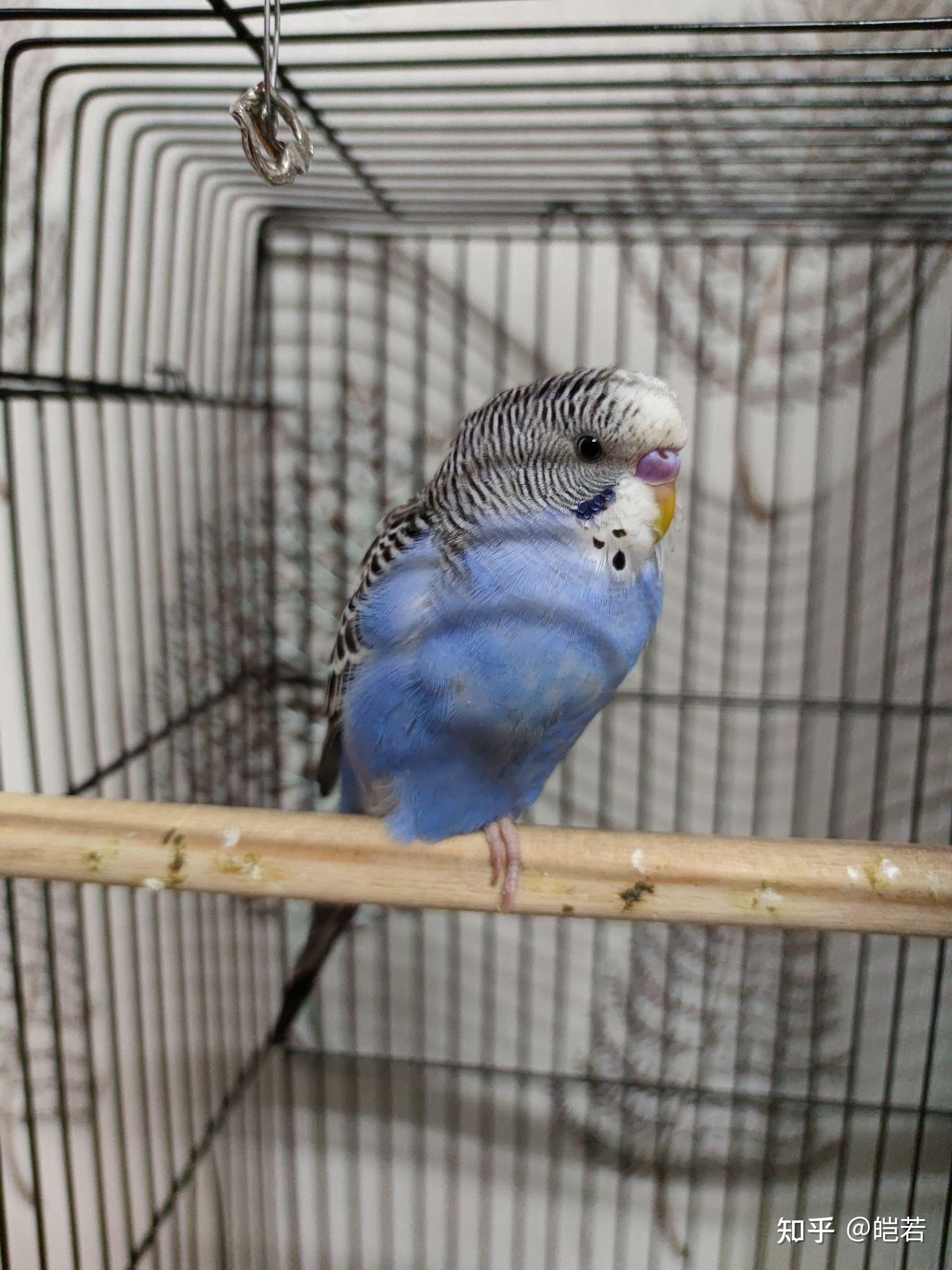 虎皮鹦鹉可爱可耐