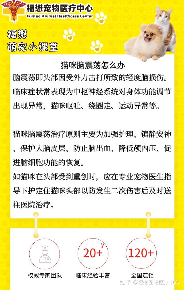 猫咪脑震荡怎么办