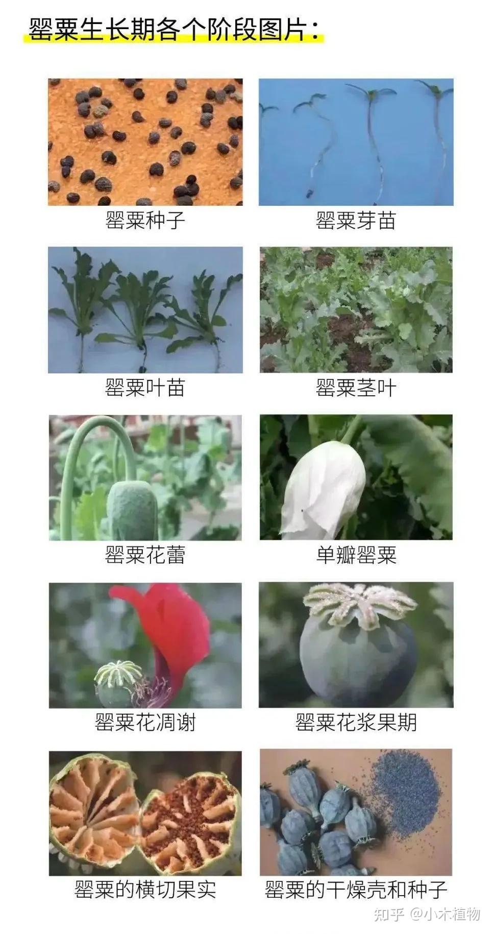 从天使到地狱罂粟植物到底是怎样的一种存在