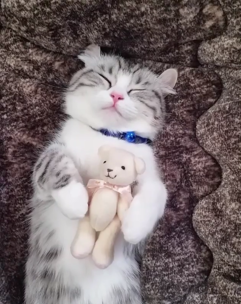 吸猫大会曼基康猫komaru