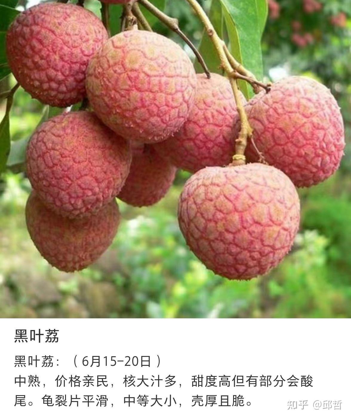 荔枝的品种、区别、挑选、食用、注意事项及保鲜方法 - 知乎