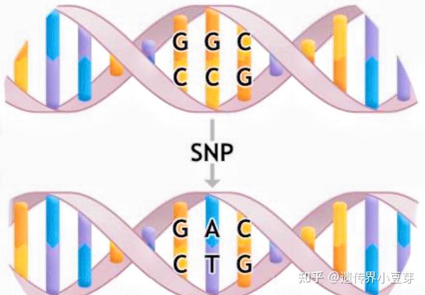 snp单核苷酸多态性个人id的获取