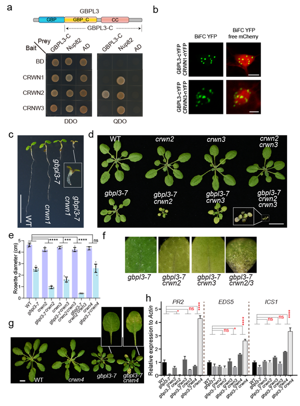 PLoS Biol︱谷杨楠团队揭示植物核孔复合体新组分GBPL3在核篮和核纤层之间发挥 “桥梁” 的新机制 知乎