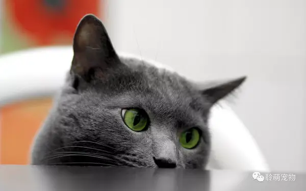 猫鼻支 真的可以这样做 知乎