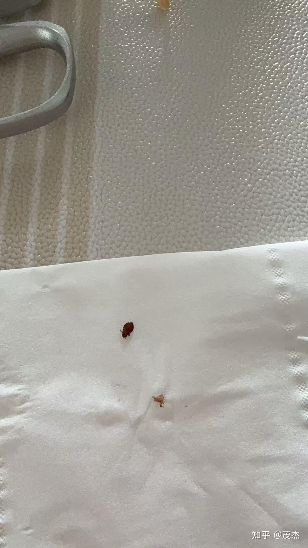 床虱咬过后的疙瘩图片,床虱最怕什么,怎么消灭 - 知乎