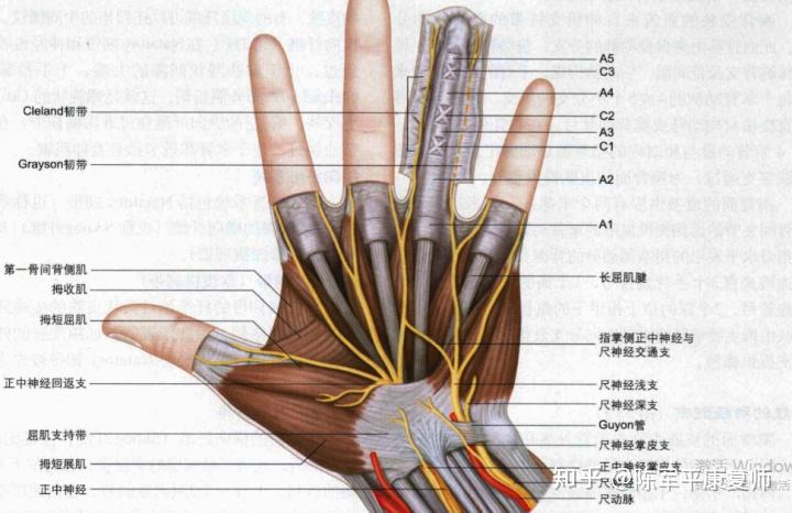 康复153手臂麻木就去做颈椎间盘手术太草率了