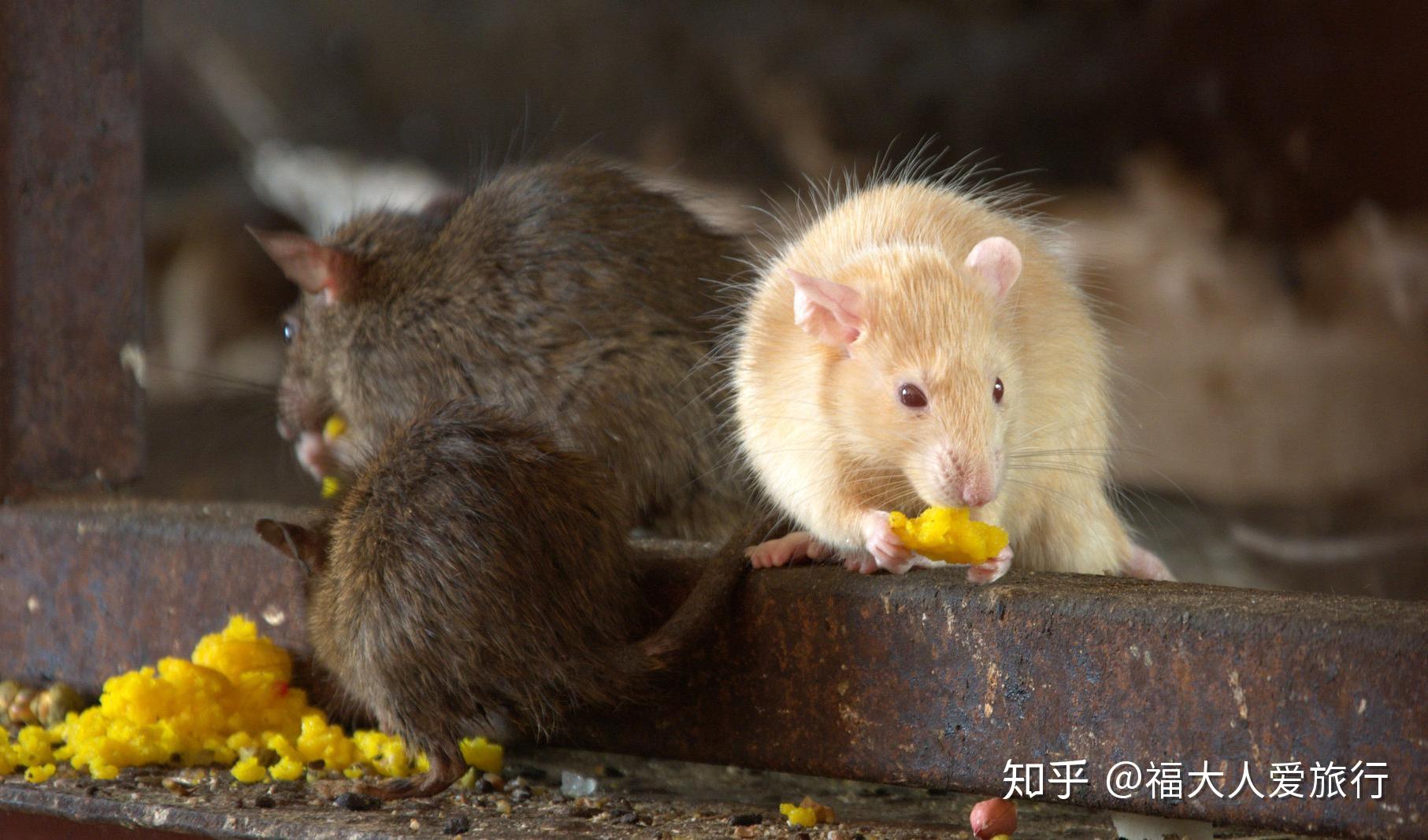 印度寺庙养数万老鼠每天供信徒游客参拜糖果牛奶甜品可劲吃