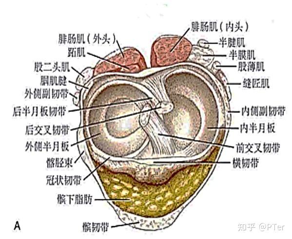 膝关节